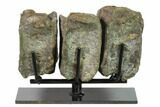 Three Articulated Hadrosaur (Brachylophosaur) Vertebrae - Montana #135464-2